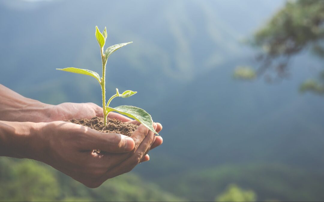 En 2021, nos dons à l’ONG Cœur de Forêt ont augmenté de 60 %.